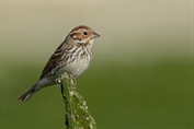 11434 Little Bunting