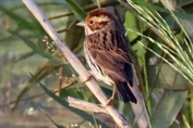 11435 Little Bunting