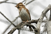 11436 Rustic Bunting