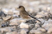 11437 Desert Finch