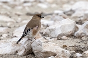 11438 Desert Finch