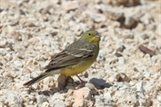 11441 Eastern Cinereous Bunting
