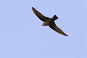11444 Eurasian Crag Martin