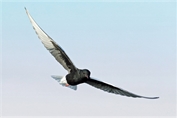 11447 White-winged Tern