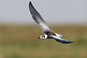11448 White-winged Tern