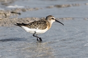 11449 Curlew Sandpiper