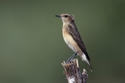 11450 Pied Wheatear