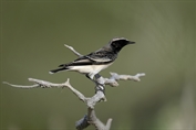 11451 Pied Wheatear