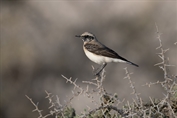 11452 Eastern Black-eared Wheatear