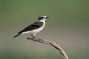 11453 Eastern Black-eared Wheatear