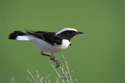 11454 Eastern Mourning Wheatear
