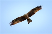 11455 Eurasian Black Kite