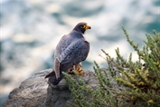 11456 Peregrine Falcon