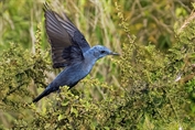 11457 Western Blue Rock Thrush