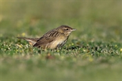 11458 Common Grasshopper Warbler