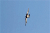 11459 Pale Crag Martin