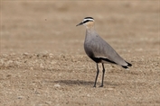 11460 Sociable Lapwing