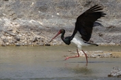 11461 Black Stork
