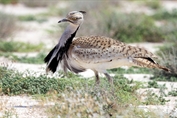 11462 Asian Houbara