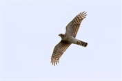 11464 Eurasian Sparrowhawk