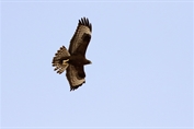 11465 Northern Long-legged Buzzard