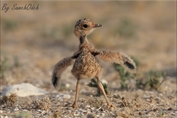 11468 Cream-coloured Courser