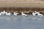 11470 Crab-plover