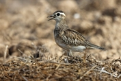 11471 Eurasian Dotterel