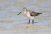 11472 Bar-tailed Godwit