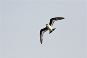 11473 Small Pratincole