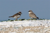 11474 Small Pratincole
