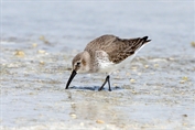 11475 Dunlin