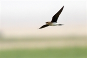 11476 Black-winged Pratincole