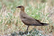 11477 Black-winged Pratincole