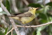 11478 Icterine Warbler