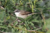 11479 Hume's Whitethroat