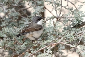 11480 Hume's Whitethroat