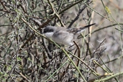 11482 Hume's Whitethroat