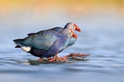 11483 Grey-headed Swamphen