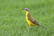 11484 Blue-headed Wagtail