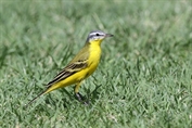 11485 Sykes's Wagtail