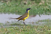 11486 Grey-headed Wagtail