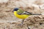 11487 Grey-headed Wagtail