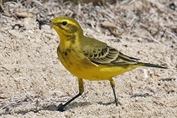 11488 Yellow-headed Wagtail