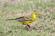 11489 Yellow-headed Wagtail