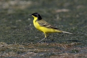 11490 Black-headed Wagtail