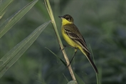 11491 Black-headed Wagtail