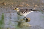 11492 Citrine Wagtail