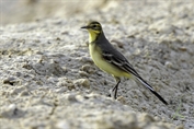 11493 Citrine Wagtail