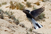 11496 Hooded Wheatear